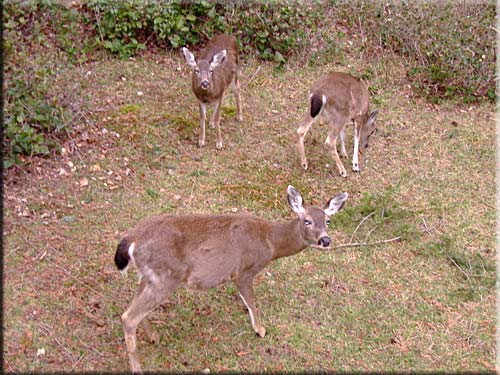 Pacific Paradise, Saturna Island ocean view accommodation, British Columbia, Canada