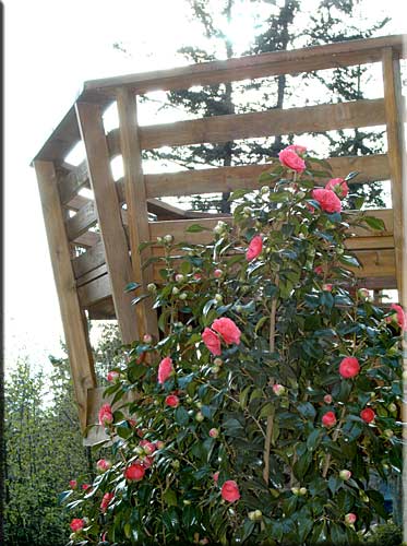 Arbutus House, North Pender Island Accommodation