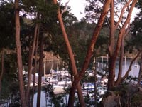 Beautiful Arbutus and the Marina