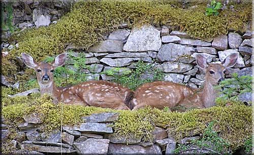 Dogwood Pointe, North Pender Island Accommodation