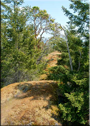 Eagle View, North Pender Island Accommodation
