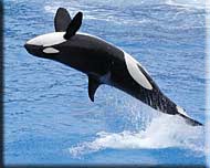 Orca Whale