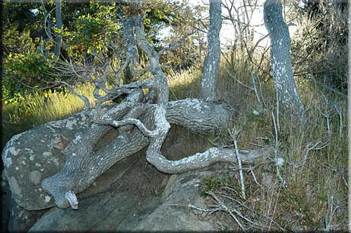 Galiano Waterfront Retreat, Galiano Island Island Accommodation
