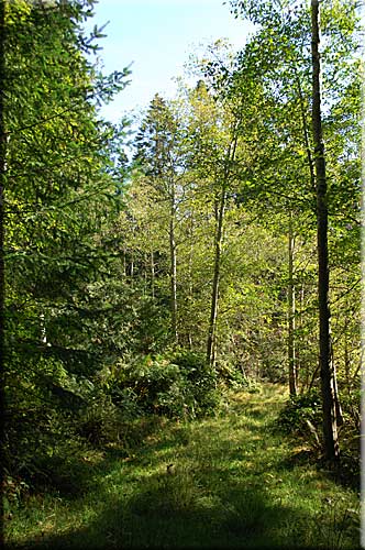Sea Changes Cottage, Lasqueti Island Accommodation