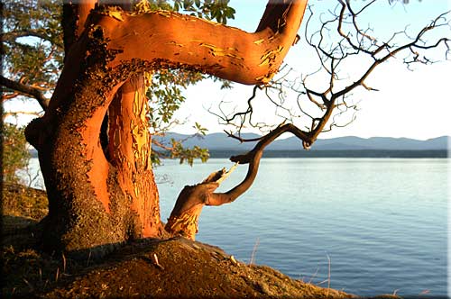 Driftwood Waterfront Cottage, Mudge Island Accommodation