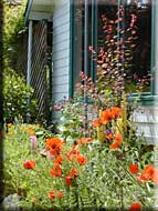 Rugosa Cottage, North Pender