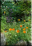 Salt Spring Oasis, Salt Spring