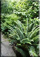 Salt Spring Oasis, Salt Spring