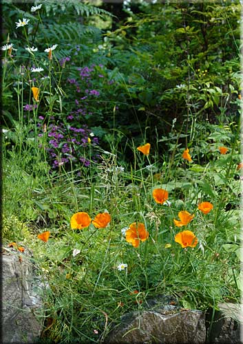 Salt Spring Oasis, Salt Spring Island Accommodation