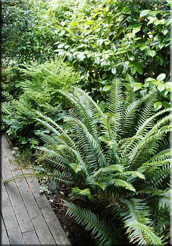 Salt Spring Oasis, Salt Spring Island Accommodation