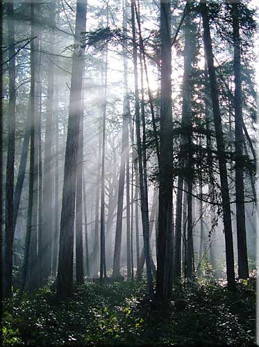 Seafern Cottage, Mudge Island Accommodation