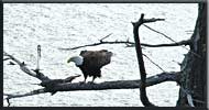 Bald Eagle, South Pender Island