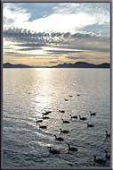 Ducks