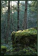 Moss covered rocks at the Sooke Potholes, Sooke