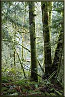 West Coast Rainforest, Vancouver Island