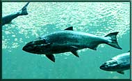 Salmon, <NULL>