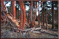 Arbutus Trees at dusk, Sidney Island