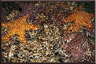 Abstract Starfish, South Pender Island