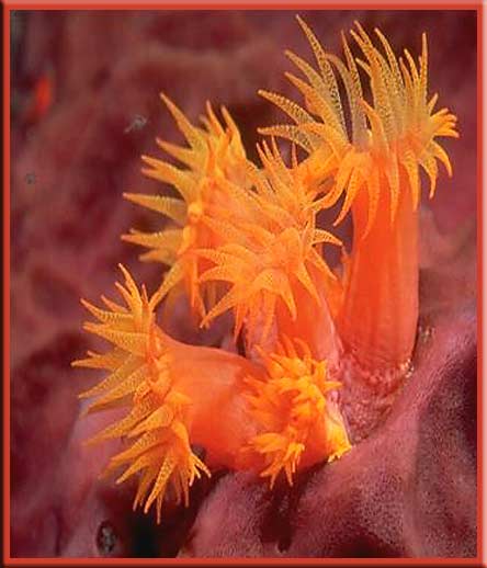 Gulf Islands - Anemone - Diving in the Gulf Islands