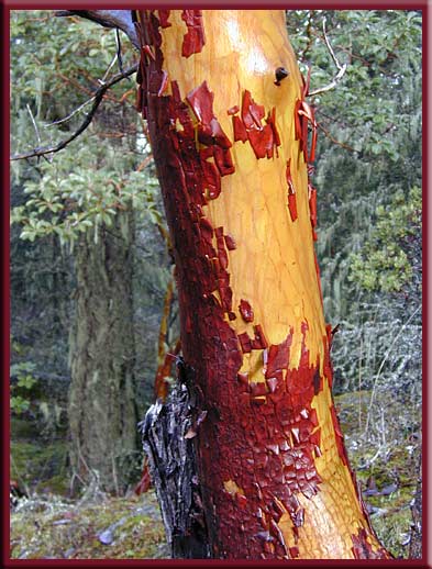 Gulf Islands - The fabulous Arbutus tree