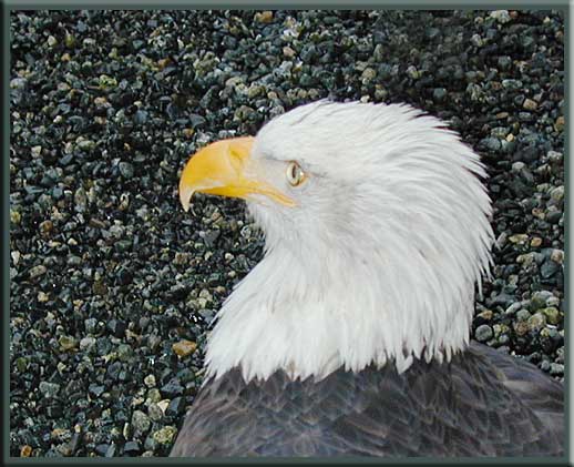 Gulf Islands - Bald Eagles are numerous in the Gulf Islands