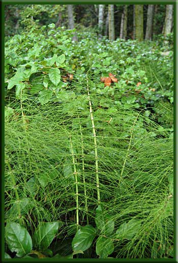 South Pender Island - Lush undergrowth in Beaumont Marine Park