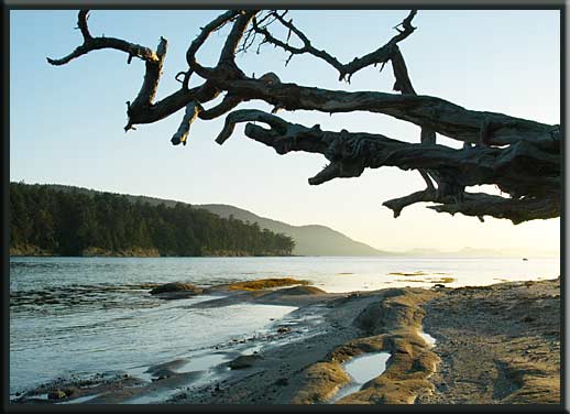 Cabbage & Tumbo Island - Beach Tree