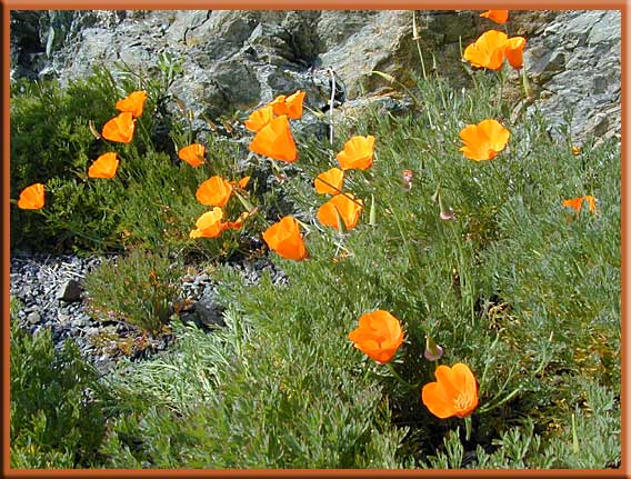 Mayne Island - California Poppies
