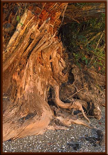 Saturna Island - Weathered Tree Trunk