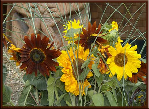 North Pender Island - Sunflowers at the Pender Island Fall Fair