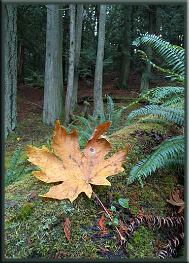 North Pender Island - Fall colours