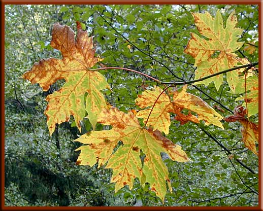 North Pender Island - Fall Maples