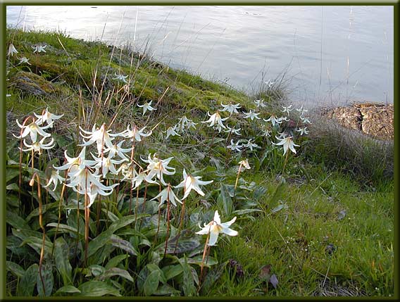 North Pender Island - A beautiful clump of Fawn Lilies at Roesland
