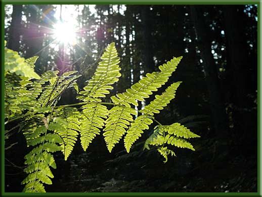 Mayne Island - Fern at Horton Bay