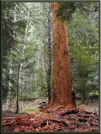 Gulf Islands - A tree returning to the forest floor