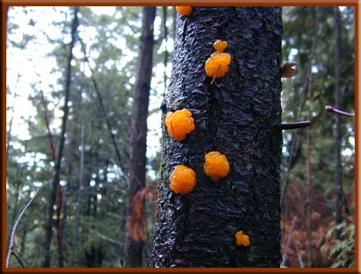North Pender Island - The lush forests provide for interesting plant forms