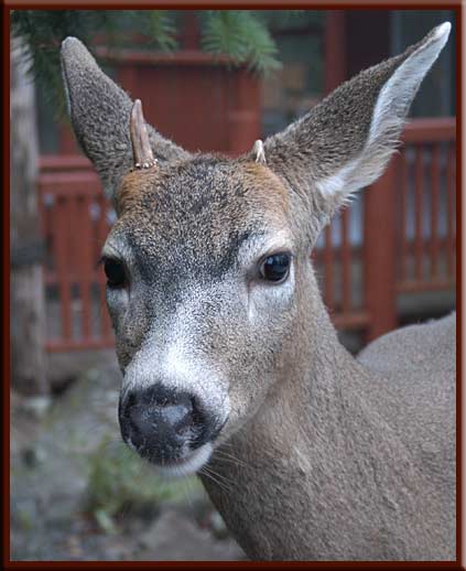 North Pender Island - One of our numerous visitors