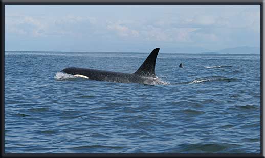 Gulf Islands - Killer Whale at the entrance to Active Pass