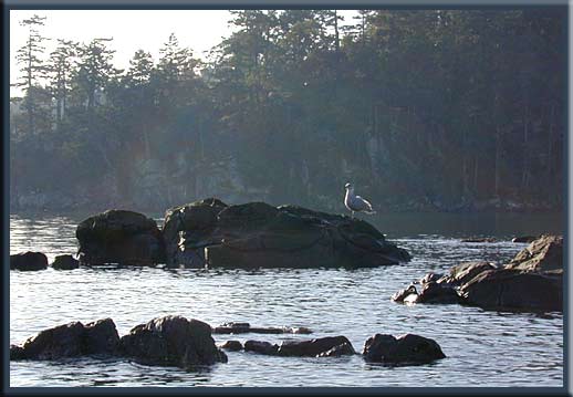 North Pender Island - Watching the world float by