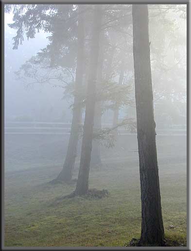 North Pender Island - Morning fog during the cool November mornings