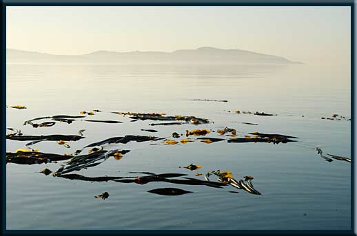Sidney Island - Kelp, San Juan Island in the distance