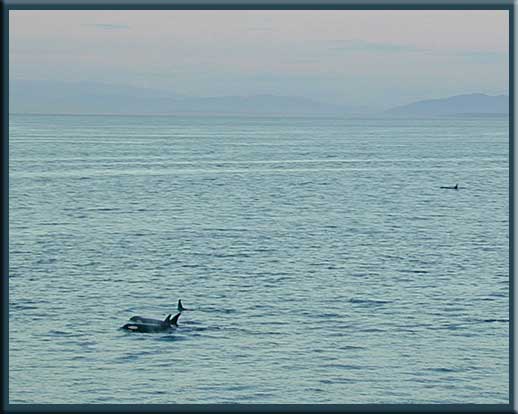 Galiano Island - Orcas at the entrance to Active Pass