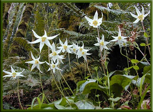 Vancouver Island - Fawn lilies