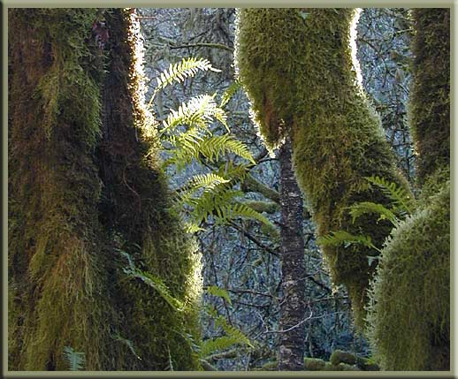 Vancouver Island - Moss and ferns in the west coast rainforest