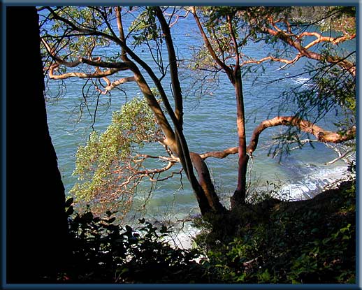 Galiano Island - Arbutus trees at Montague Harbour