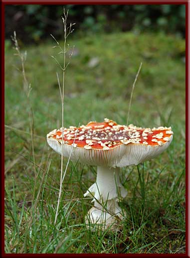 Sunshine Coast - Mushroom season is here