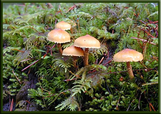 North Pender Island - Small Mushrooms