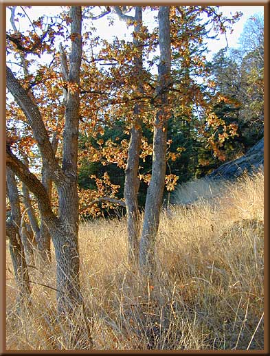 North Pender Island - The beautiful fall colours of the south facing bluffs