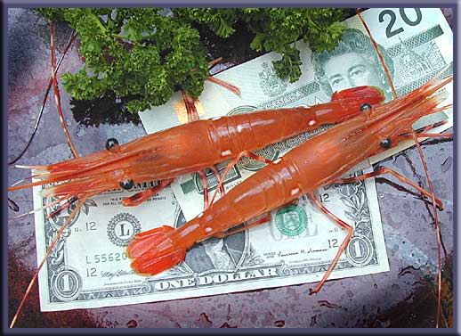 Gulf Islands - Freshly caught prawns