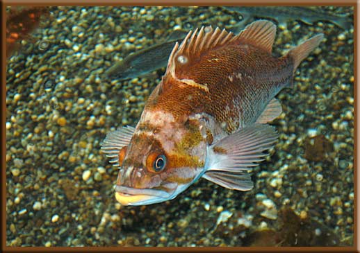 Gulf Islands - One of our local fish - Copper Rockfish, Sebastes Caurinus